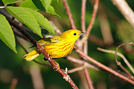 黄色,鸣禽,美洲黄莺,新斯科舍省,加拿大