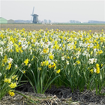 风车,水仙花,靠近,荷兰
