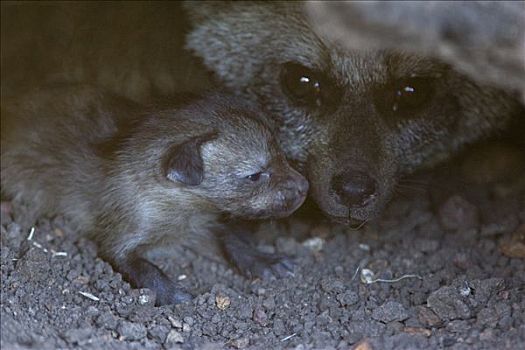 大耳狐,母亲,四个,白天,老,幼仔,马赛马拉国家保护区,肯尼亚