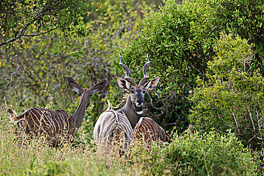 肯尼亚,西察沃国家公园,家族,捻角羚,只有,雄性,螺旋,牛角