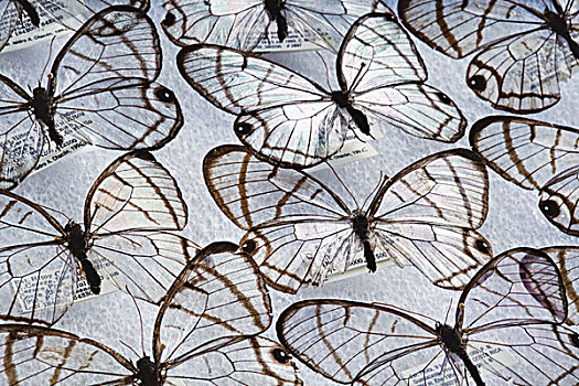 玻璃,翼,蝴蝶,国家,生物多样性,哥斯达黎加