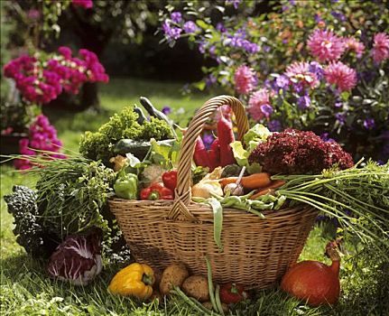 新鲜,蔬菜,柳条篮,花园