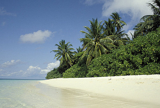 马尔代夫,印度洋,海滩风景,椰树,树