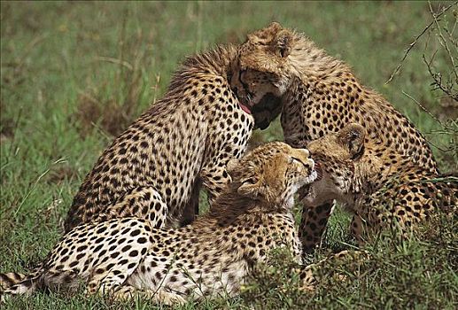 印度豹,猎豹,幼兽,舔,相互,猫科动物,哺乳动物,马赛马拉,肯尼亚,非洲,动物