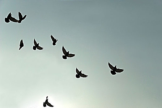 天空中的鸽子剪影