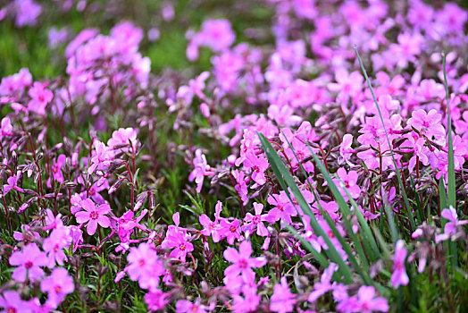 芝樱花