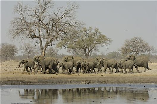 非洲象,牧群,水潭,脆弱,非洲