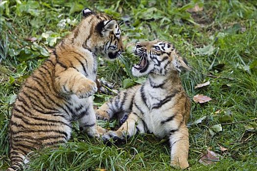 西伯利亚虎,幼兽,东北虎,玩,西伯利亚,亚洲,动物园