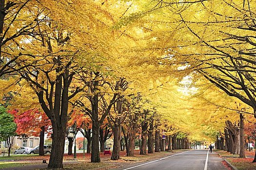 银杏,树,北海道,大学