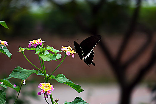 蝴蝶与花,五色梅