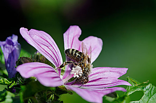 蜜蜂,遮盖,花粉,锦葵属植物,花