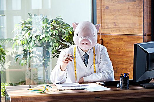 猪,头部,工作,书桌