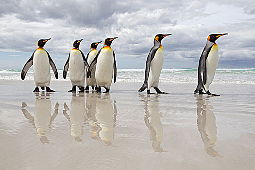 帝企鹅,海滩,自愿角,福克兰群岛