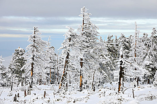 积雪,树,冬天,山,布罗肯,区域,哈尔茨山,萨克森安哈尔特,德国,欧洲