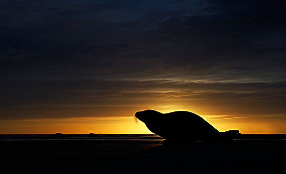 灰海豹,日落,林肯郡,英国