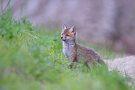 红狐,狐属,狐狸,小动物,正面,洞穴,生物保护区,巴登符腾堡,德国,欧洲