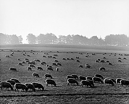 羊群,放牧,土地,英格兰