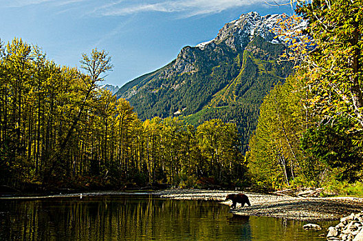 大灰熊,灰熊,走,岸边,河,正面,攀升,不列颠哥伦比亚省,加拿大