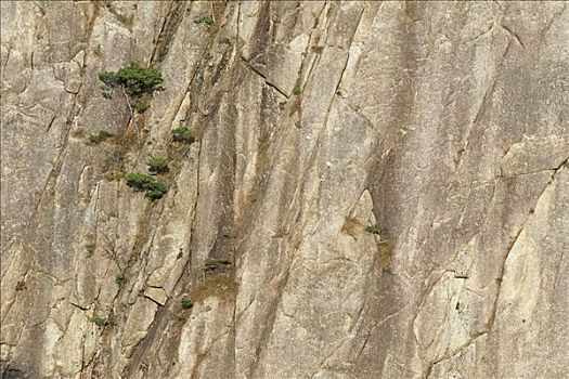 黄山松,室外,石头,黄山,安徽,中国