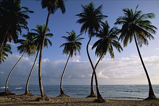 椰树,椰,树,海滩,多米尼加共和国