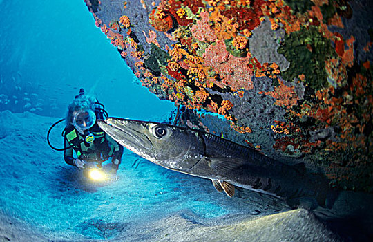 梭鱼,水中呼吸器,潜水,加勒比,荷兰