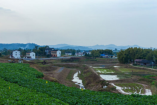 新农村蔬菜基地