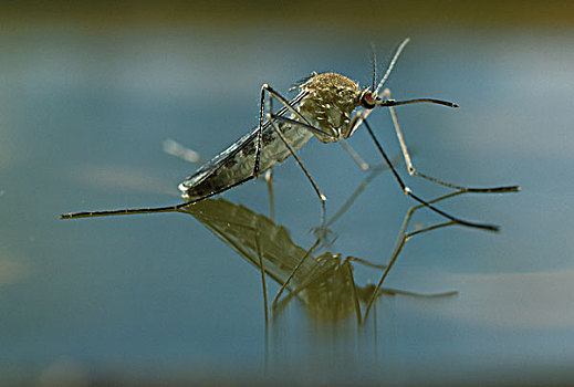 蚊子,蛹,水上,表面