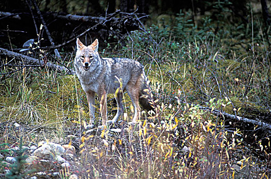 加拿大,育空地区,丛林狼,犬属,边缘,靠近,克卢恩国家公园