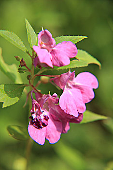 凤仙花,指甲花