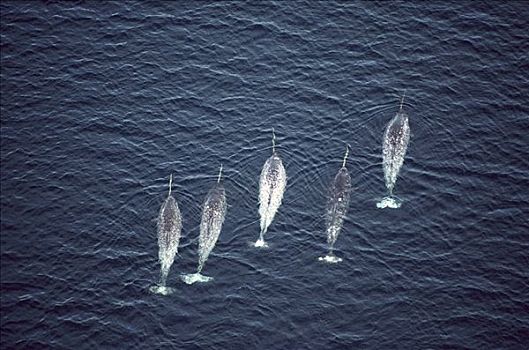 独角鲸,一角鲸,航拍,五个,游动,靠近,水面,巴芬岛,加拿大