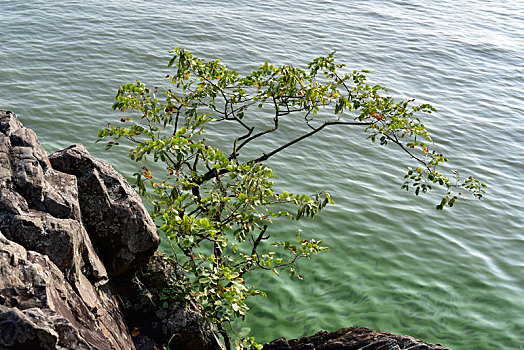 水岸边的岩石与小树