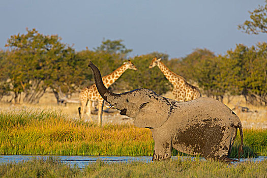 非洲,灌木,大象,非洲象,长颈鹿,水潭,纳米比亚