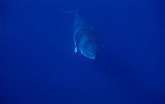 矮小,小须鲸,潜水,西澳大利亚