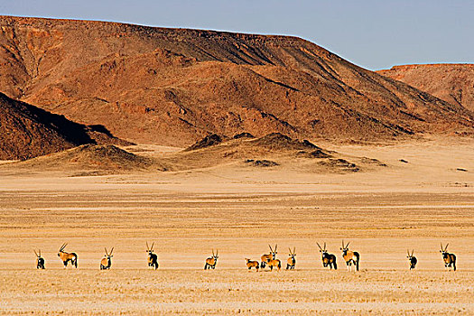 南非大羚羊,羚羊,牧群,草地,纳米比亚