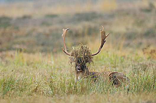雄性,扁角鹿,黇鹿,草,鹿角,黑森州,德国