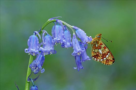 珠贝豹纹蝶,蝴蝶,英国人,野风信子,蓝铃花,英格兰