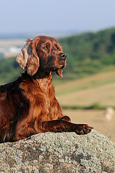 爱尔兰塞特犬,躺着,石头,奥地利,欧洲
