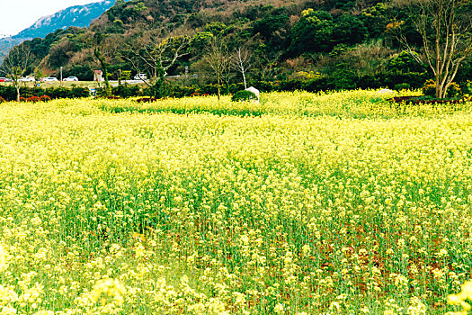 舟山大青山