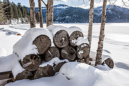 积雪,木柴,湖,一堆,坐,小,树,冬天,北方,爱达荷