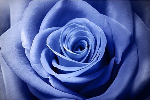 漂亮,淡蓝色,玫瑰