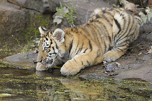 西伯利亚虎,幼兽,饮用水