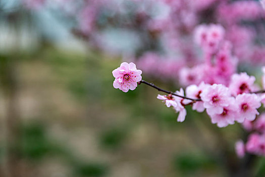 榆叶梅,丁香花