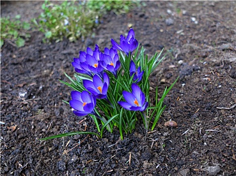 第一,春花,紫色,藏红花