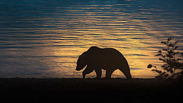 棕熊,剪影,溪流,秋天,卡特麦国家公园,保存,阿拉斯加,半岛,西部,美国