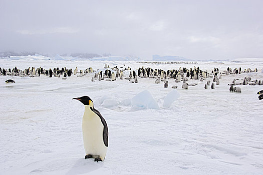 帝企鹅,生物群,雪,山,岛屿,南极