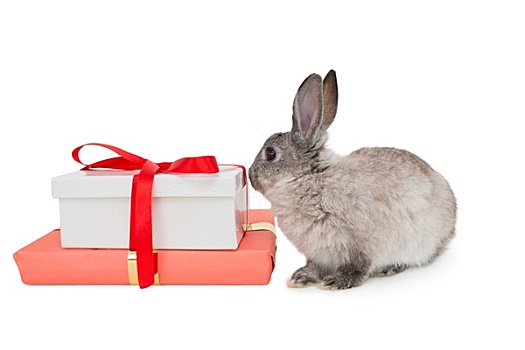 小兔,坐,靠近,粉色,礼盒