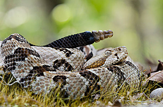 森林响尾蛇,木纹响尾蛇,防卫姿势,展示,美国