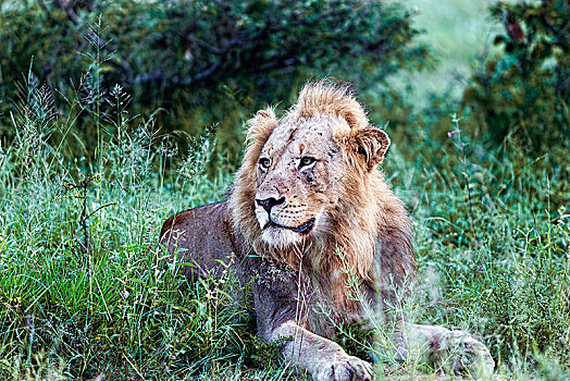 非洲狮,狮子,雄性,休息,克鲁格国家公园,南非,非洲