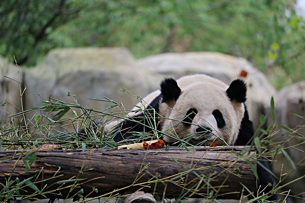 上海野生动物园熊猫休憩