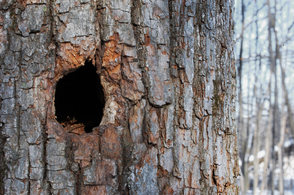 啄木鸟啄的树洞密集图图片